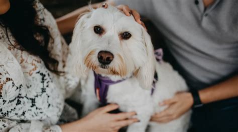 friends indeed dog rescue|Friends InDeed .